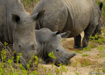 Meet the Rhinos
